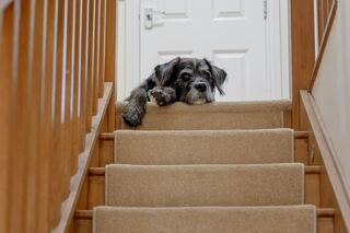 Havenside Indoor Steps and Stair Repair project example 2 in a stairs and hallways