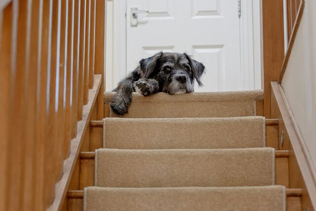 Indoor Steps and Stair Repair