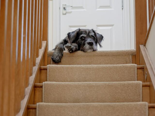 Indoor Steps and Stair Repair