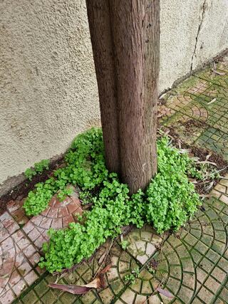 Havenside Landscape Mulching, Weeding, Trimming project example 3 in an exterior and curb